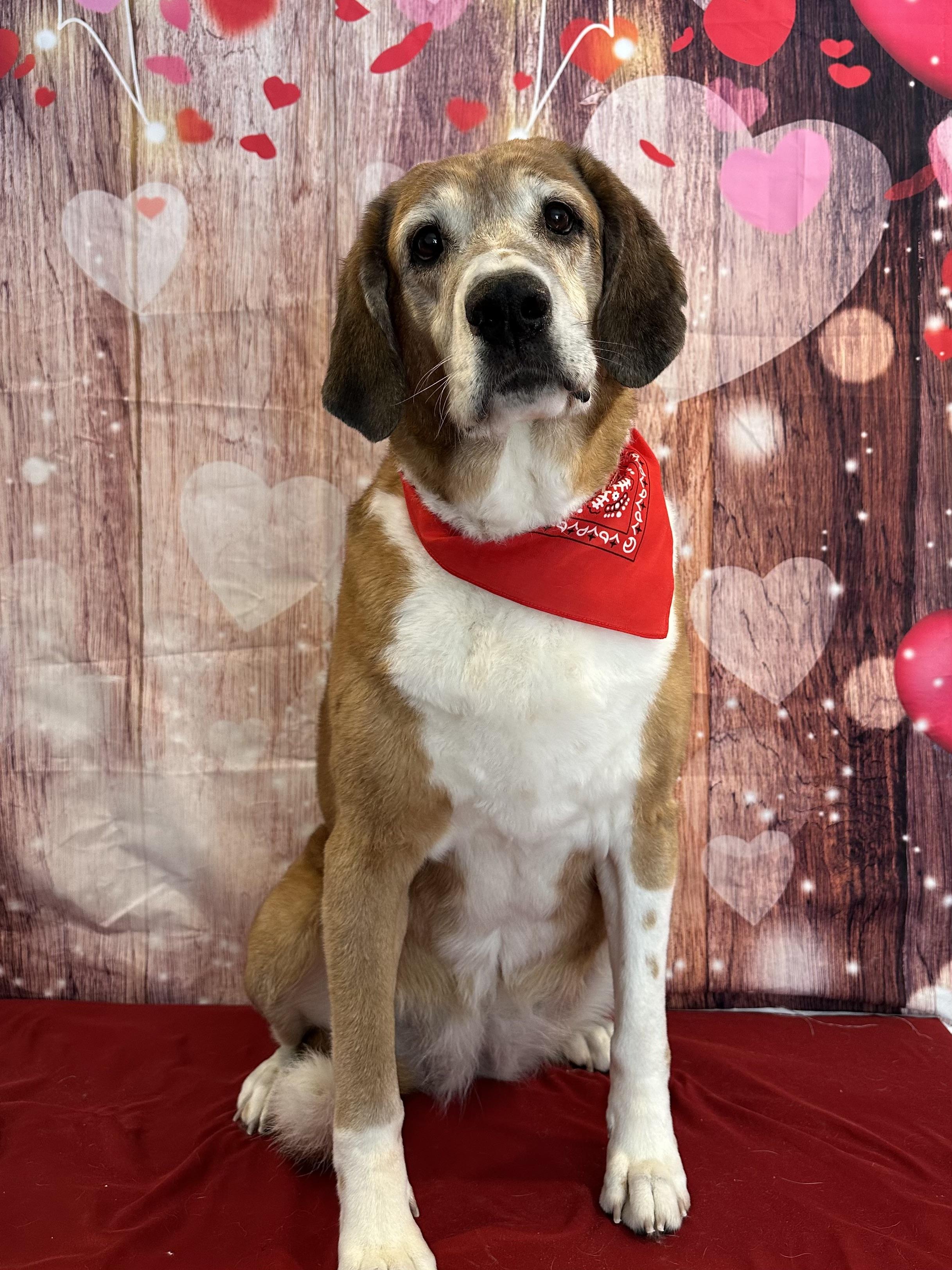 Enlarge Tess, a Adoptable mixed breed in Accord, NY image 2/6