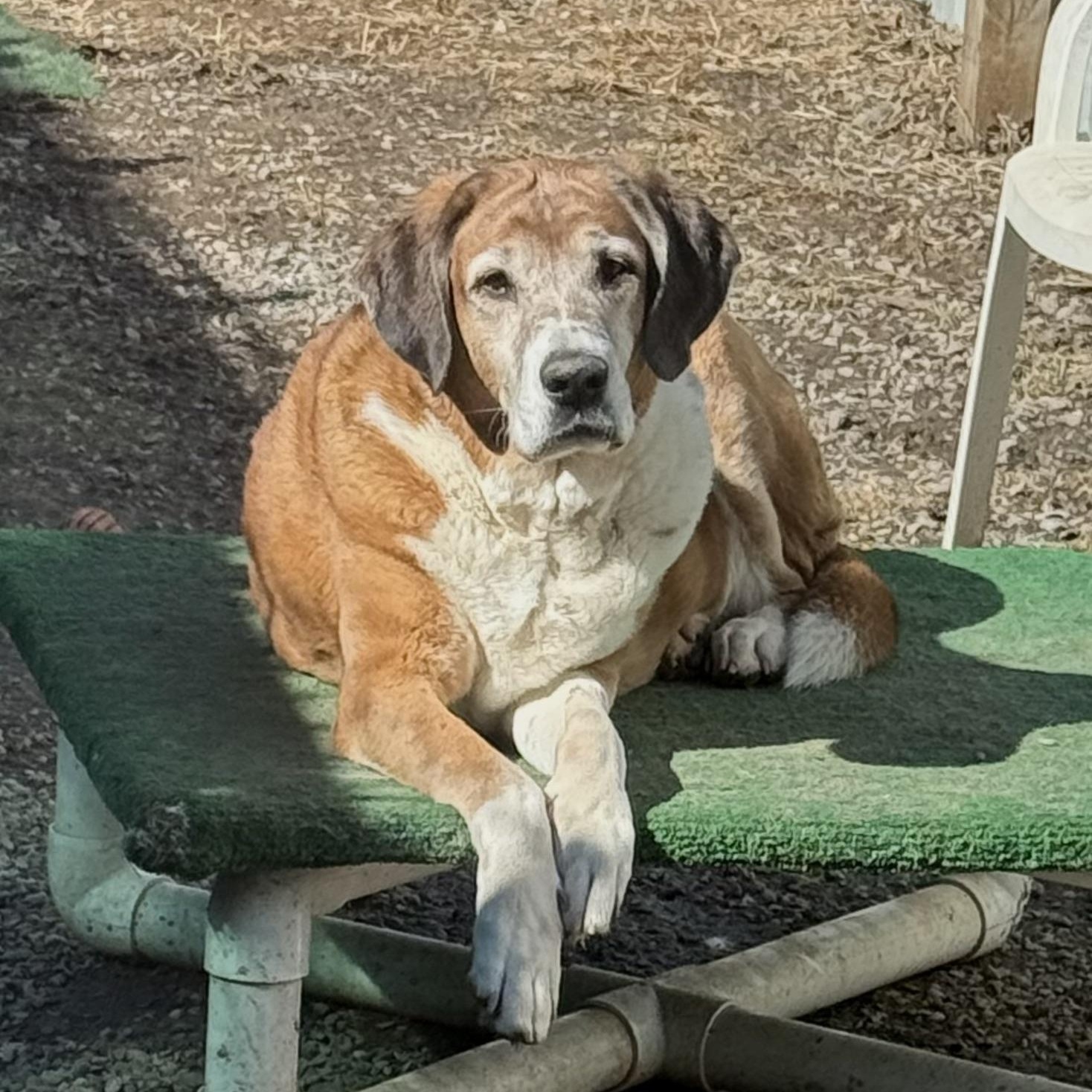 Enlarge Tess, a Adoptable mixed breed in Accord, NY image 3/6