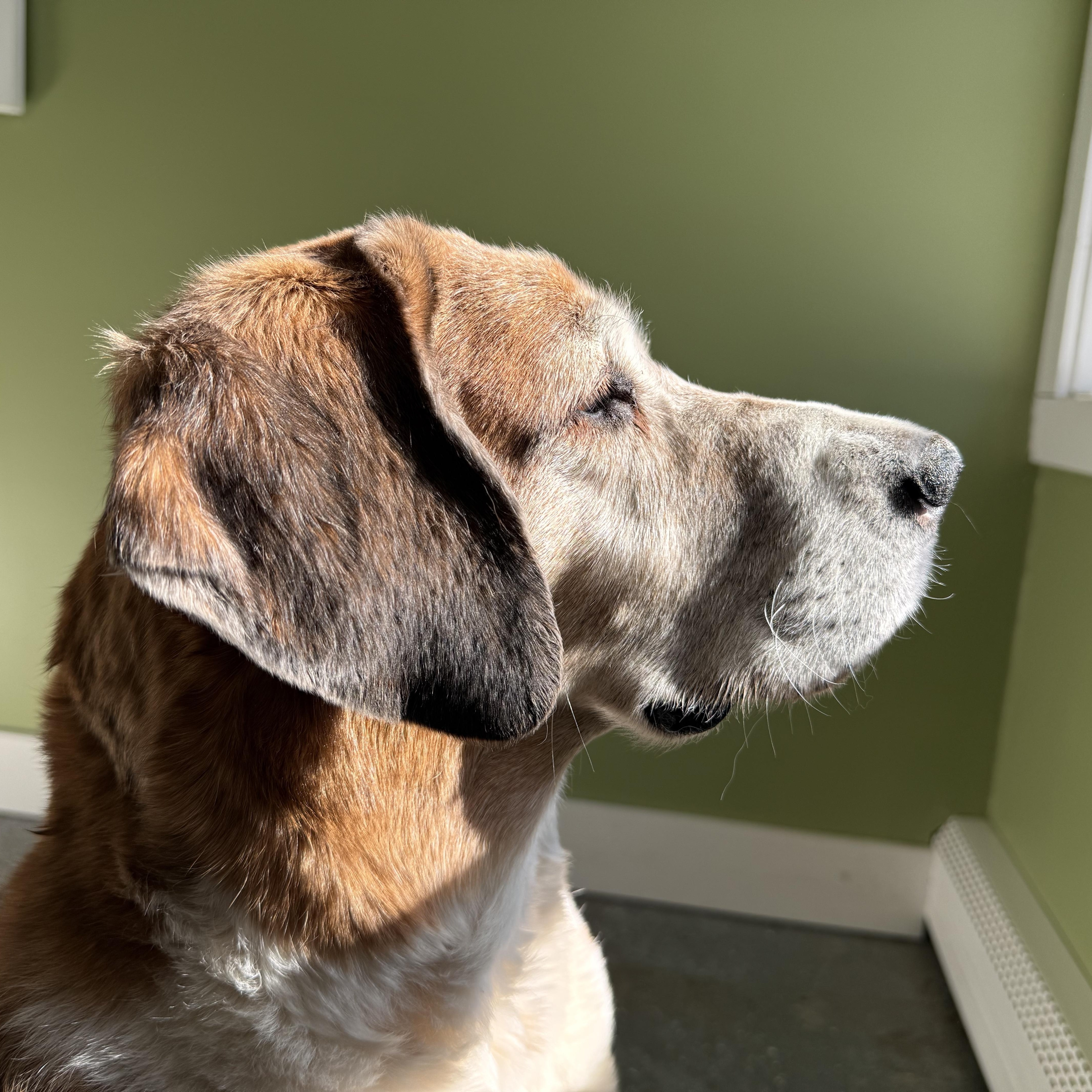 Enlarge Tess, a Adoptable mixed breed in Accord, NY image 5/6