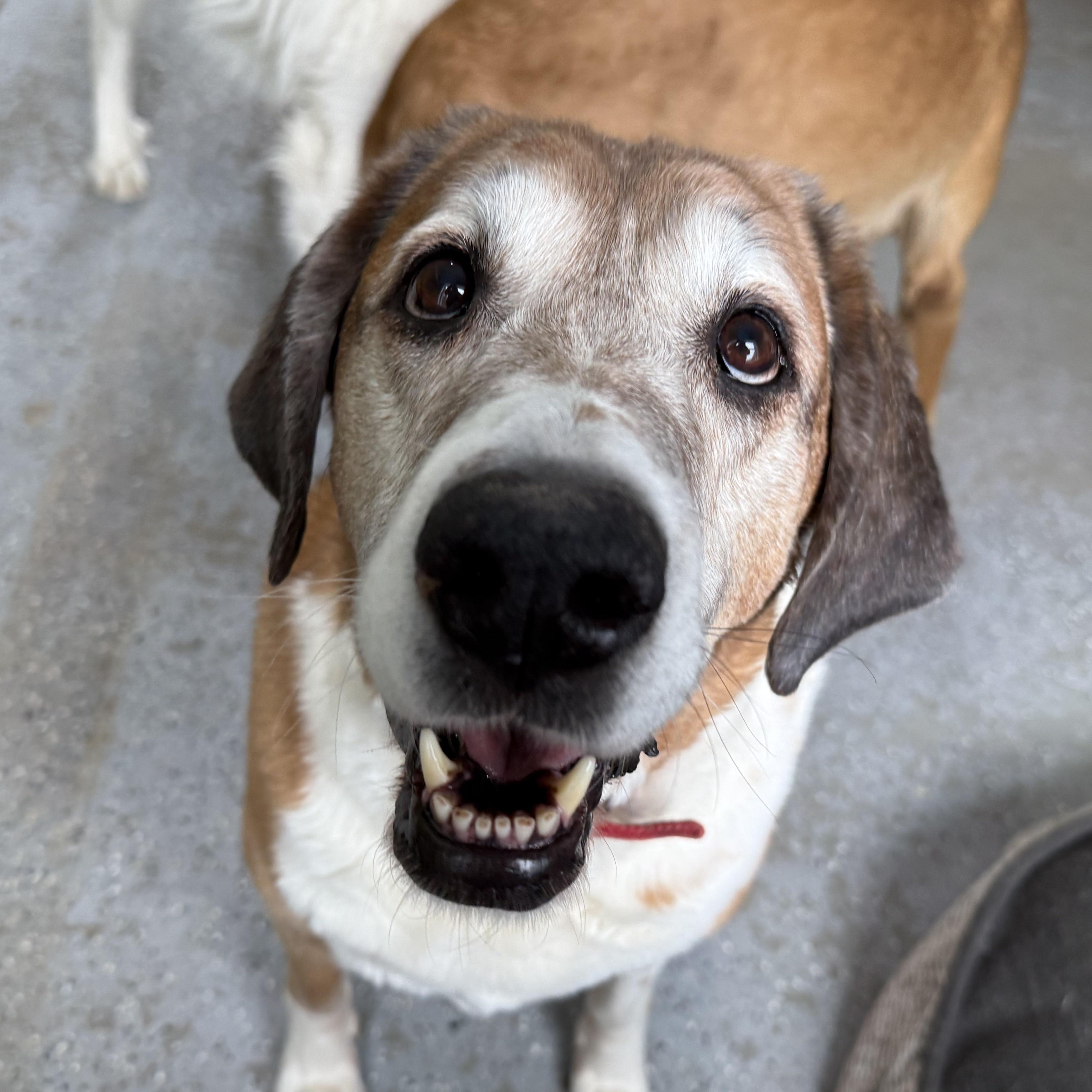 Enlarge Tess, a Adoptable mixed breed in Accord, NY image 1/6