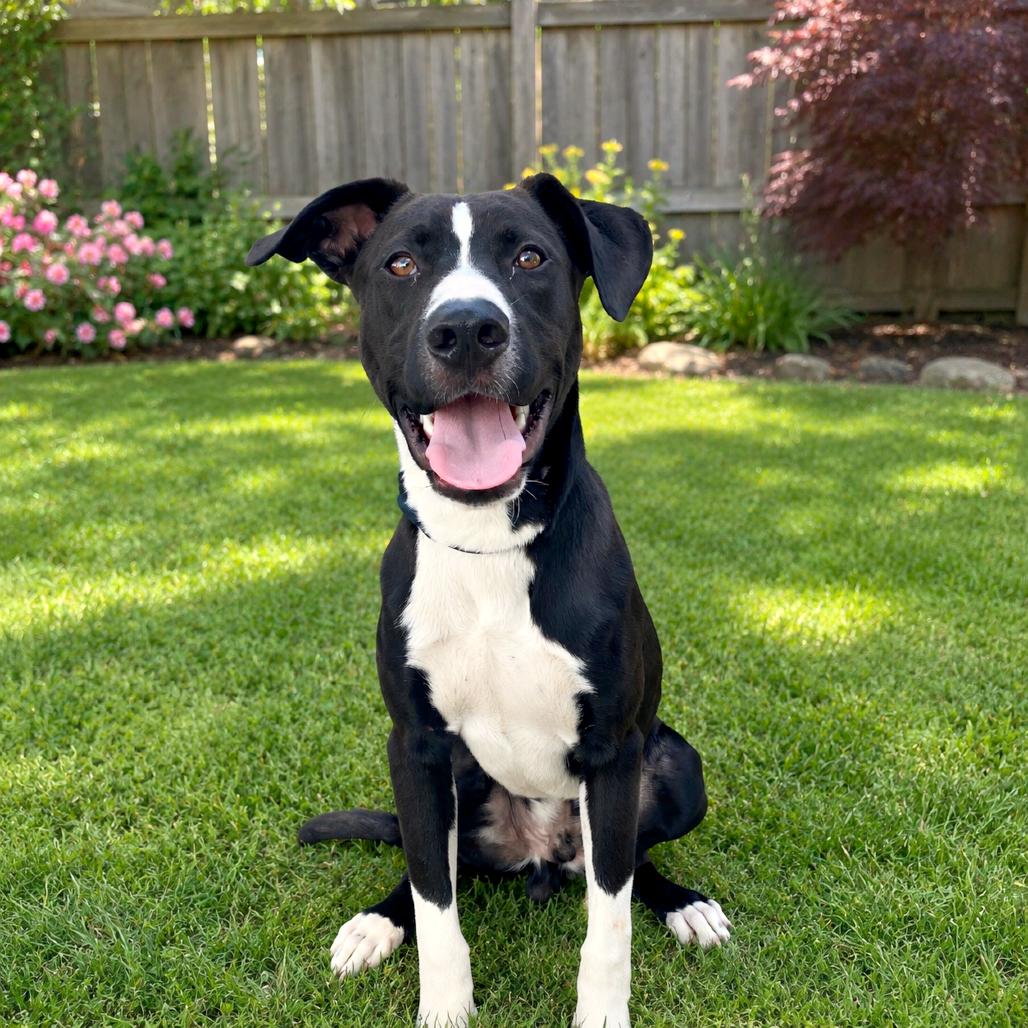Formal Wear, Adoptable, Young Male Mixed Breed.