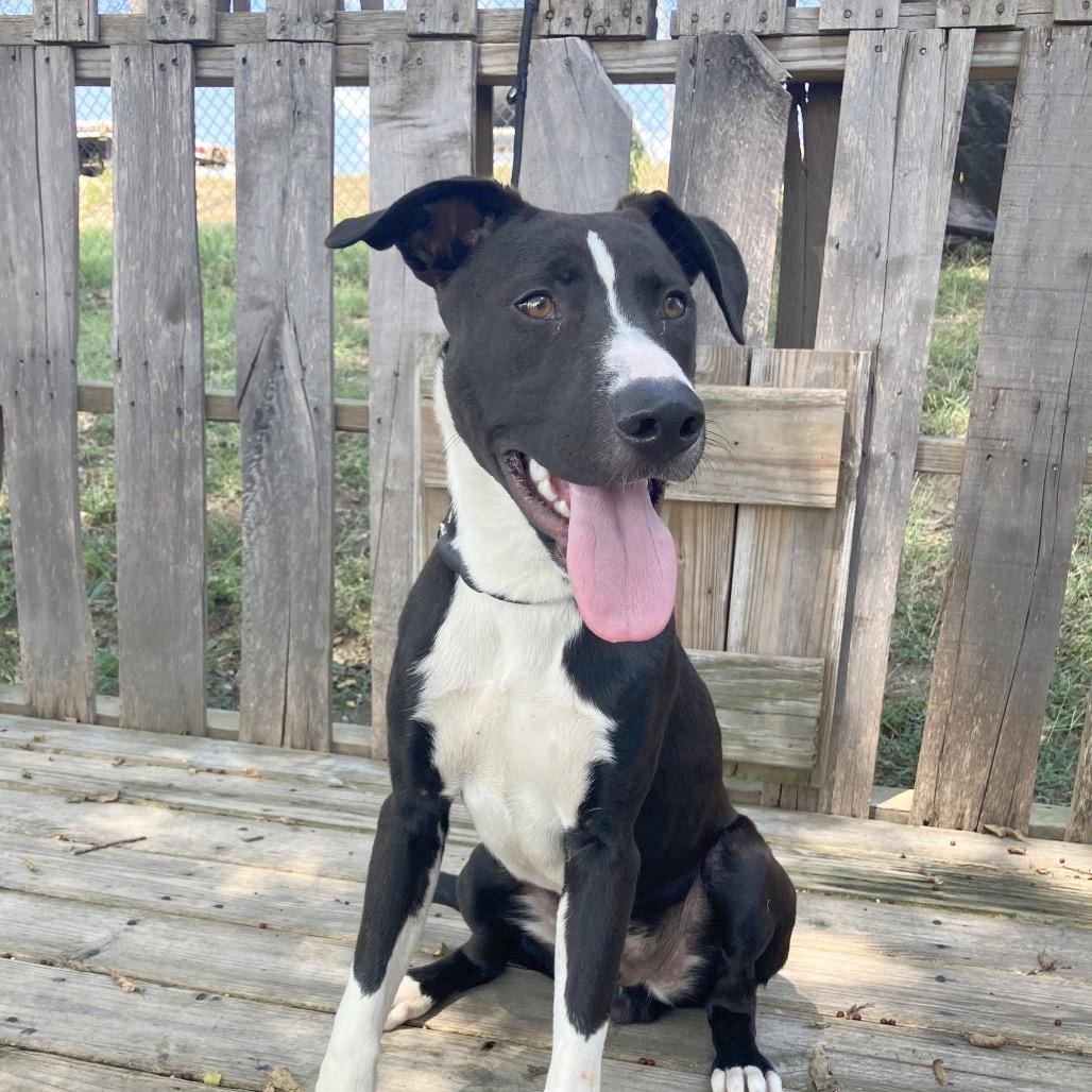 Formal Wear, a Adoptable Mixed Breed in Pulaski, TN image 2/4