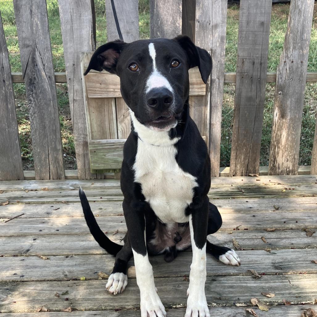 Formal Wear, a Adoptable Mixed Breed in Pulaski, TN image 3/4
