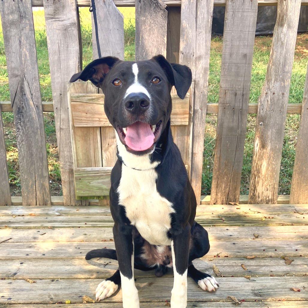 Formal Wear, a Adoptable Mixed Breed in Pulaski, TN image 4/4