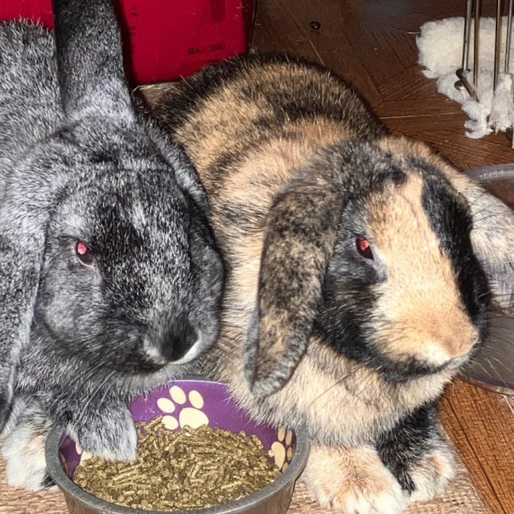 Enlarge Rosemary with Basil, a Adoptable mixed breed in Erie, CO image 1/6