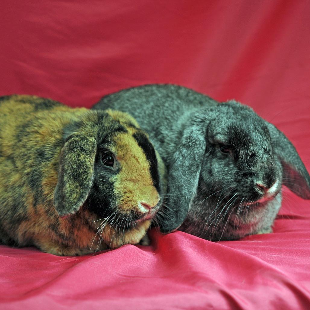 Enlarge Rosemary with Basil, a Adoptable mixed breed in Erie, CO image 2/6