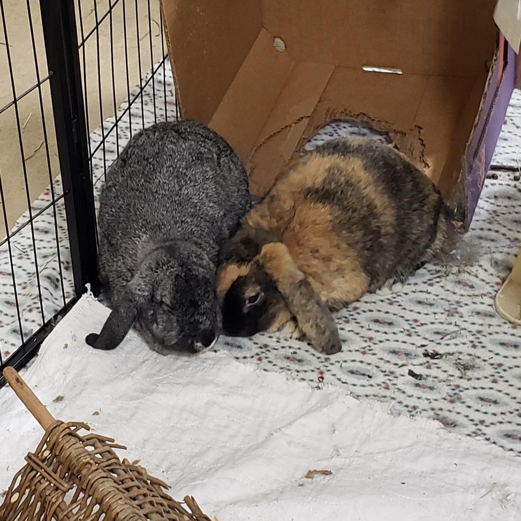 Enlarge Rosemary with Basil, a Adoptable mixed breed in Erie, CO image 3/6