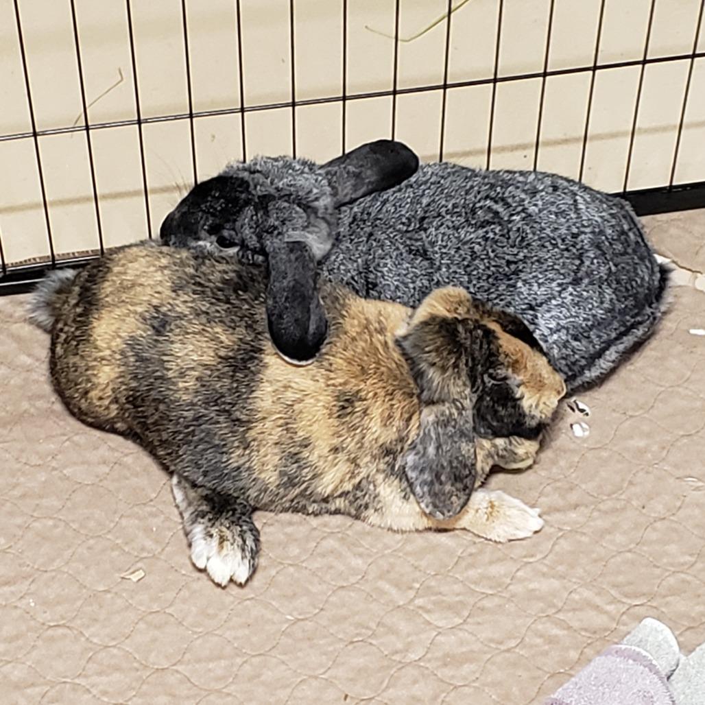 Enlarge Rosemary with Basil, a Adoptable mixed breed in Erie, CO image 4/6