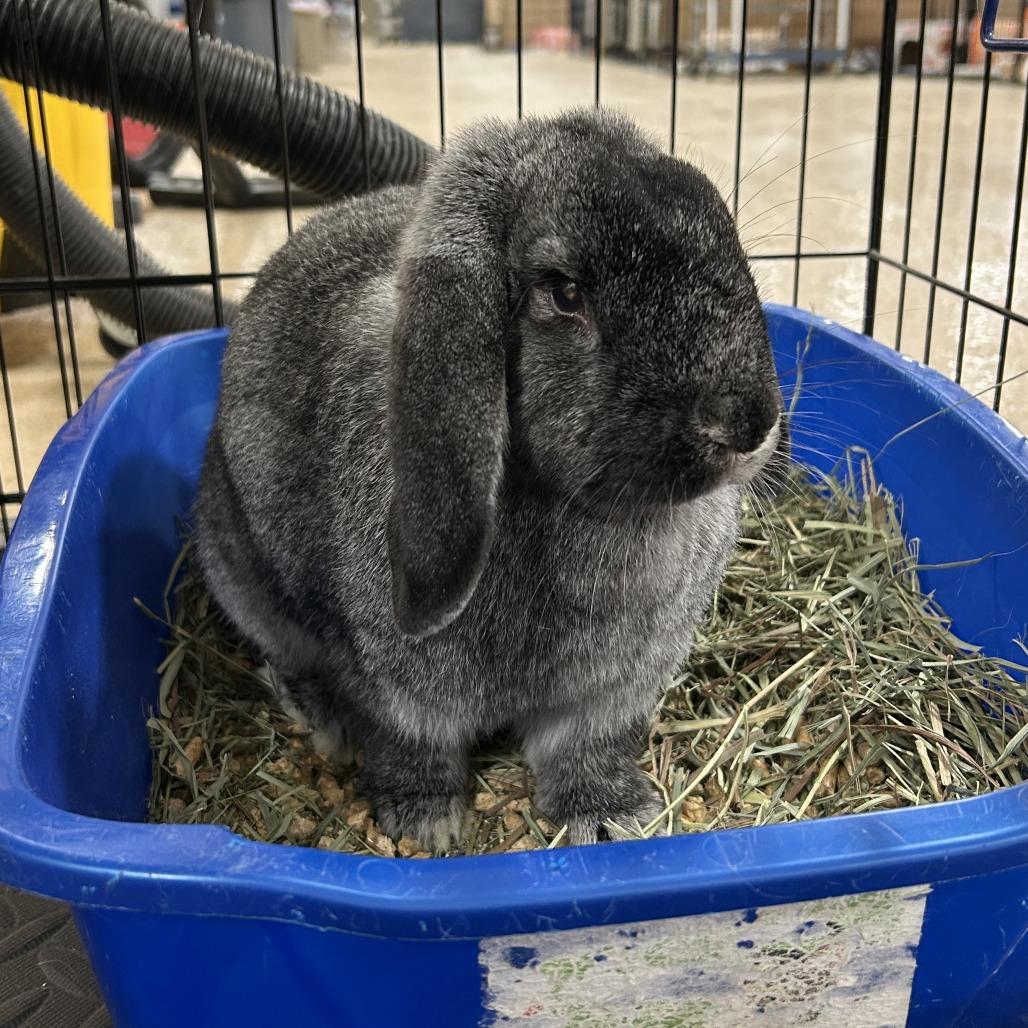 Enlarge Rosemary with Basil, a Adoptable mixed breed in Erie, CO image 5/6