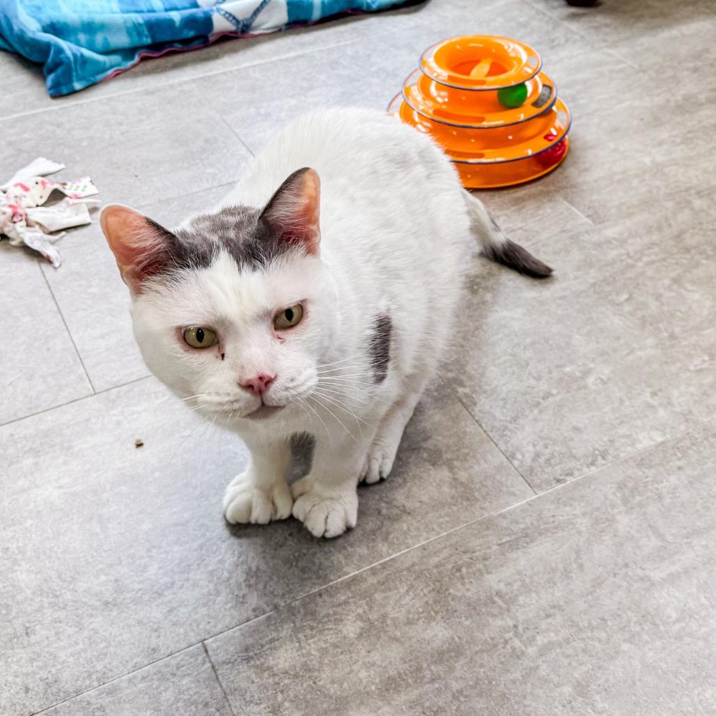 Enlarge Catty *Bonded w/ Cosmo*, a Adoptable Domestic Short Hair in Kennebunk, ME image 2/5