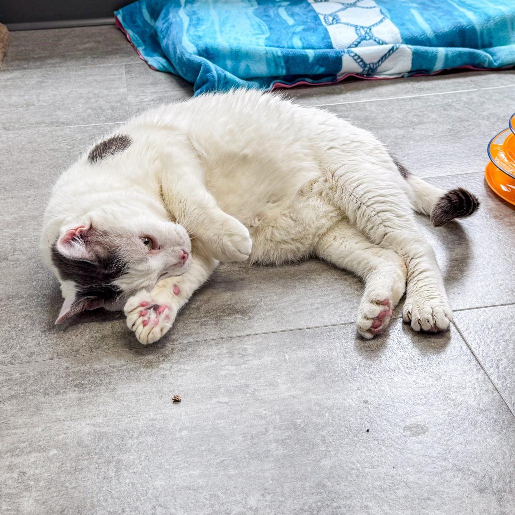 Enlarge Catty *Bonded w/ Cosmo*, a Adoptable Domestic Short Hair in Kennebunk, ME image 3/5