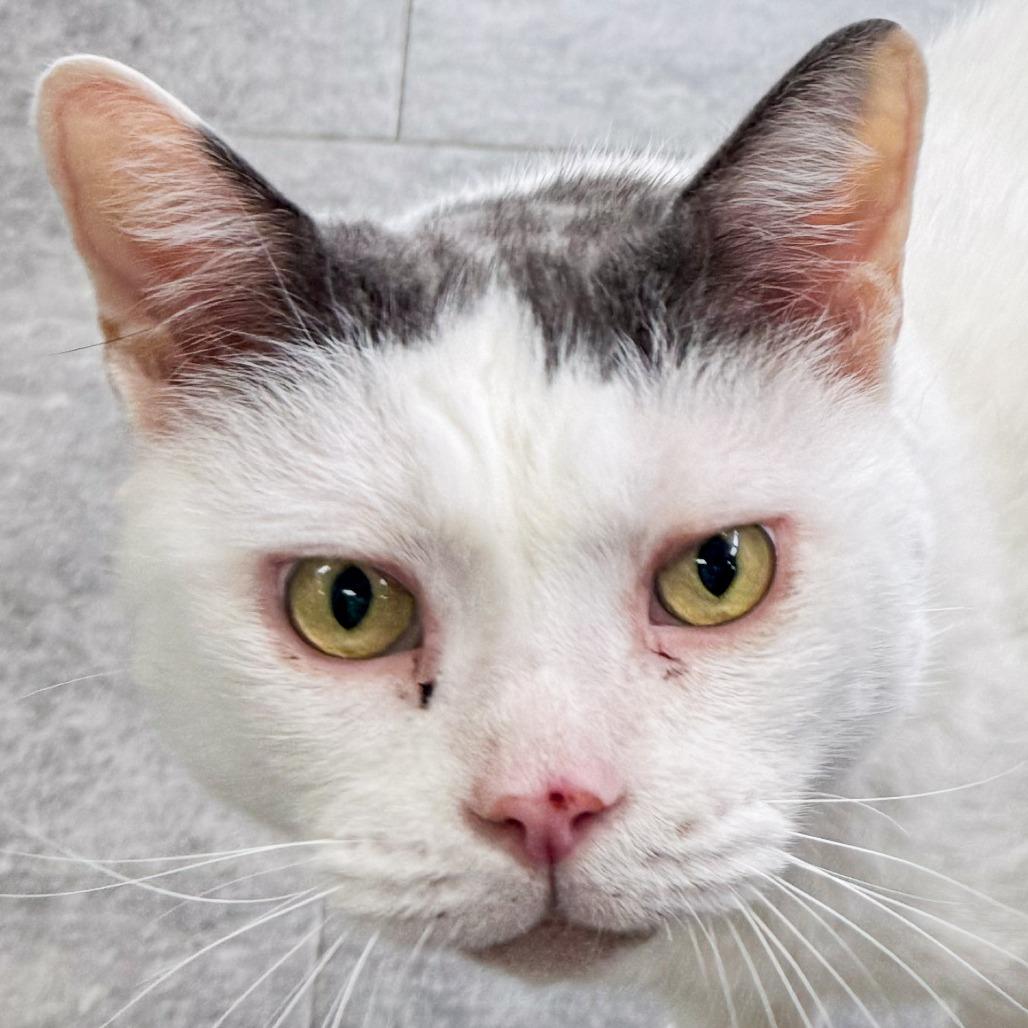 Enlarge Catty *Bonded w/ Cosmo*, a Adoptable Domestic Short Hair in Kennebunk, ME image 4/5