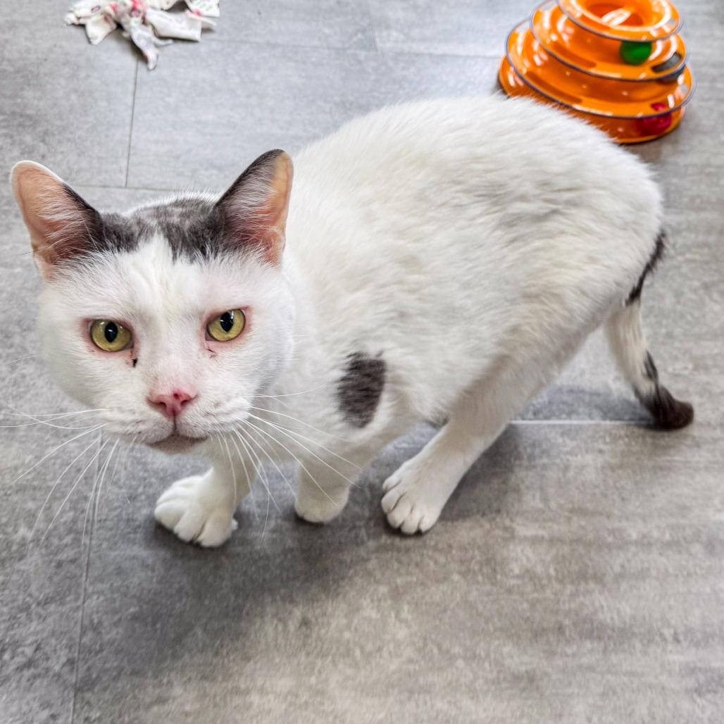 Enlarge Catty *Bonded w/ Cosmo*, a Adoptable Domestic Short Hair in Kennebunk, ME image 5/5