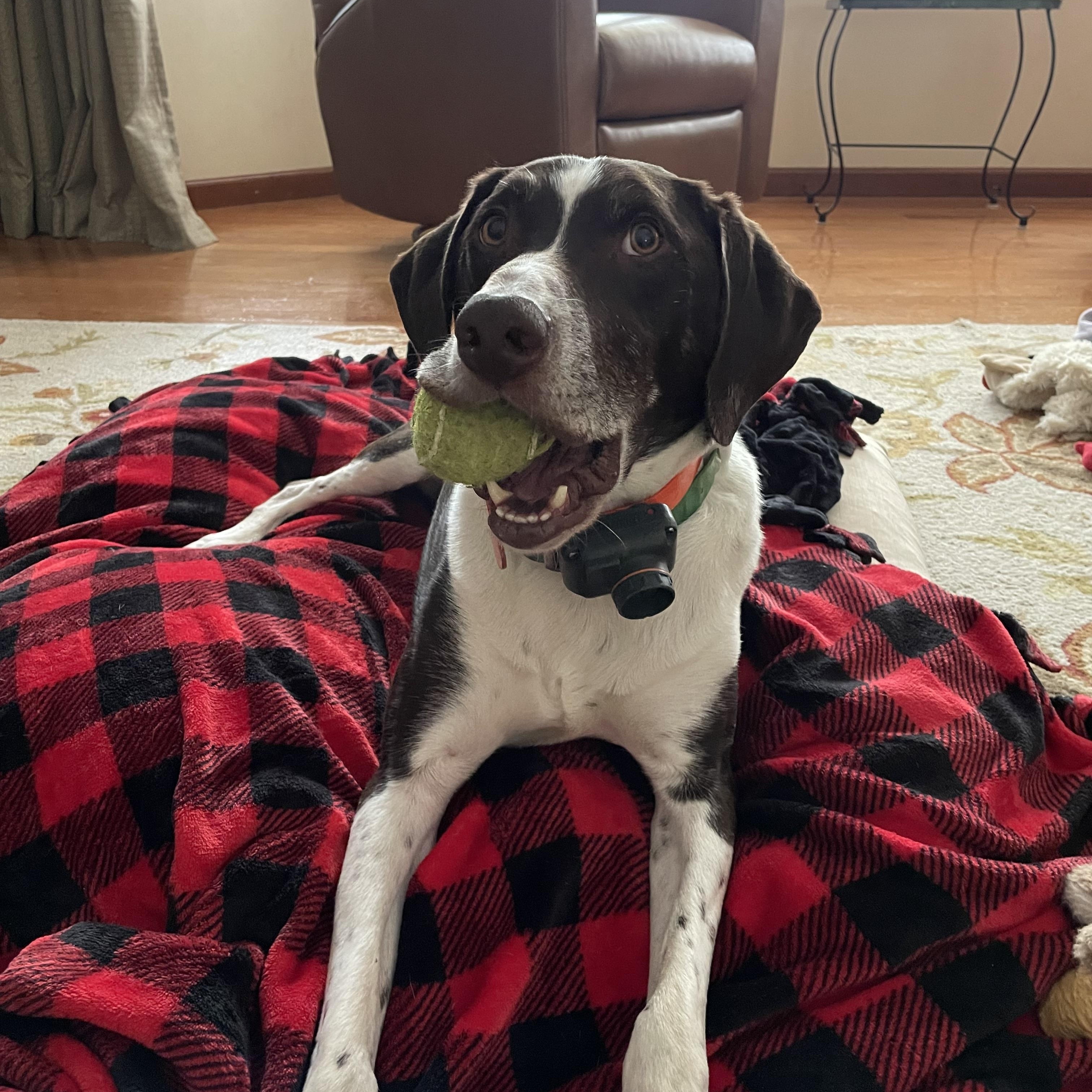 Enlarge Jake, a Adoptable German Shorthaired Pointer in chesterfield, MO image 1/5