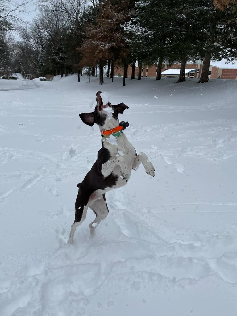 Enlarge Jake, a Adoptable German Shorthaired Pointer in chesterfield, MO image 3/5