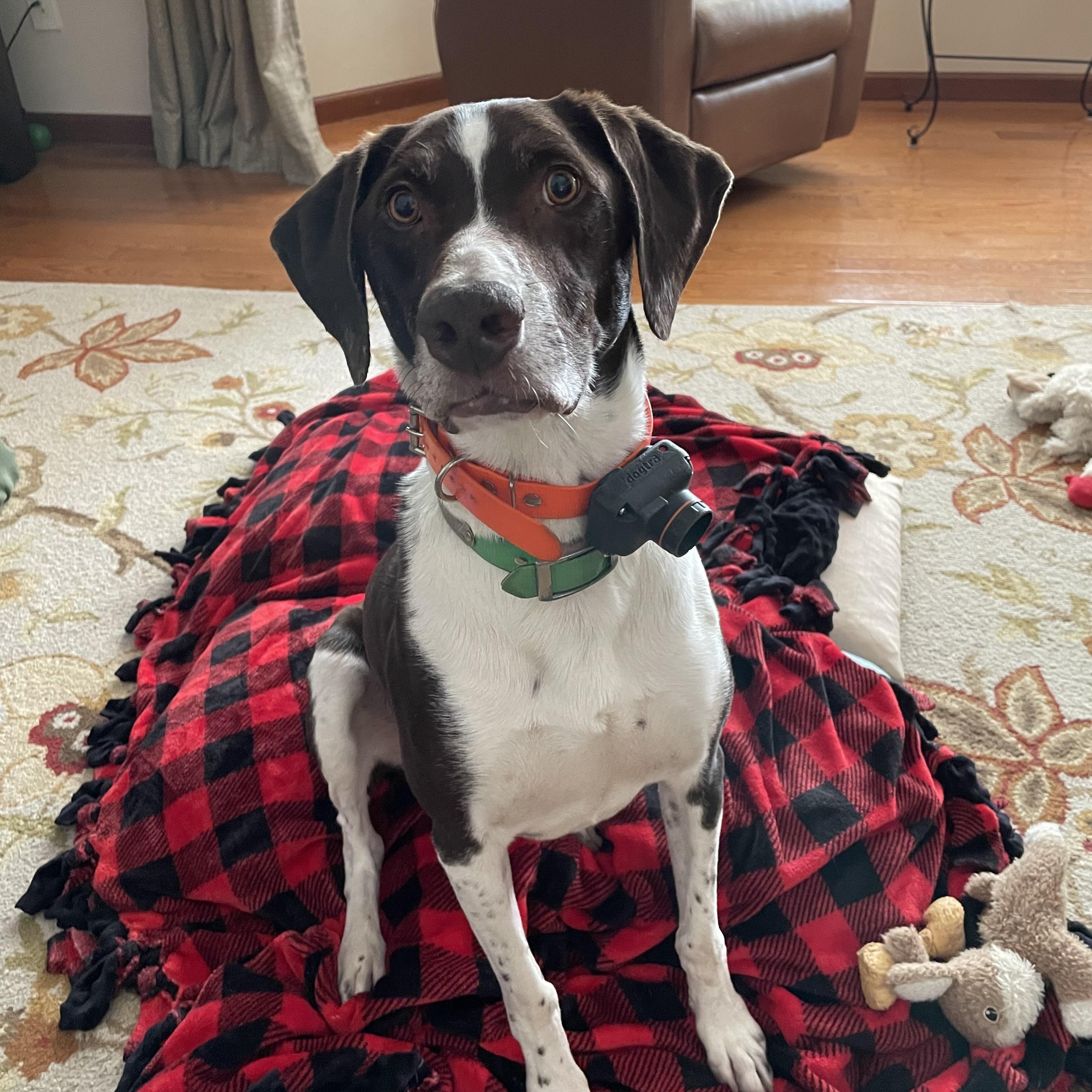 Enlarge Jake, a Adoptable German Shorthaired Pointer in chesterfield, MO image 5/5