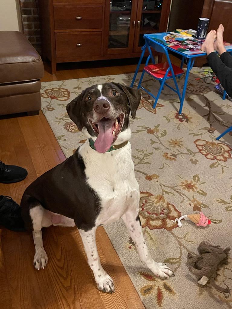 Enlarge Jake, a Adoptable German Shorthaired Pointer in chesterfield, MO image 2/5