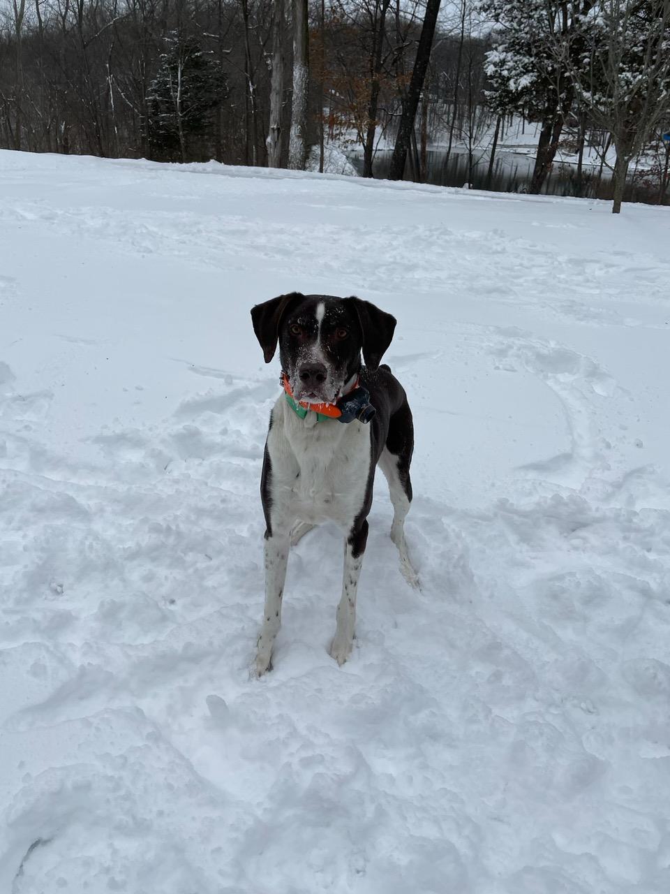 Enlarge Jake, a Adoptable German Shorthaired Pointer in chesterfield, MO image 4/5