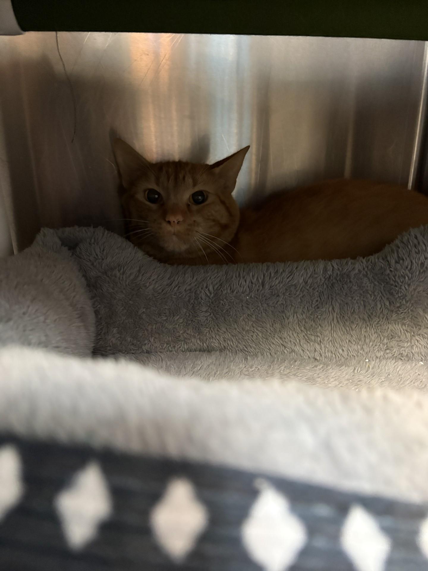 26-0551 "Lamb", Adoptable, Adult Male Domestic Short Hair.
