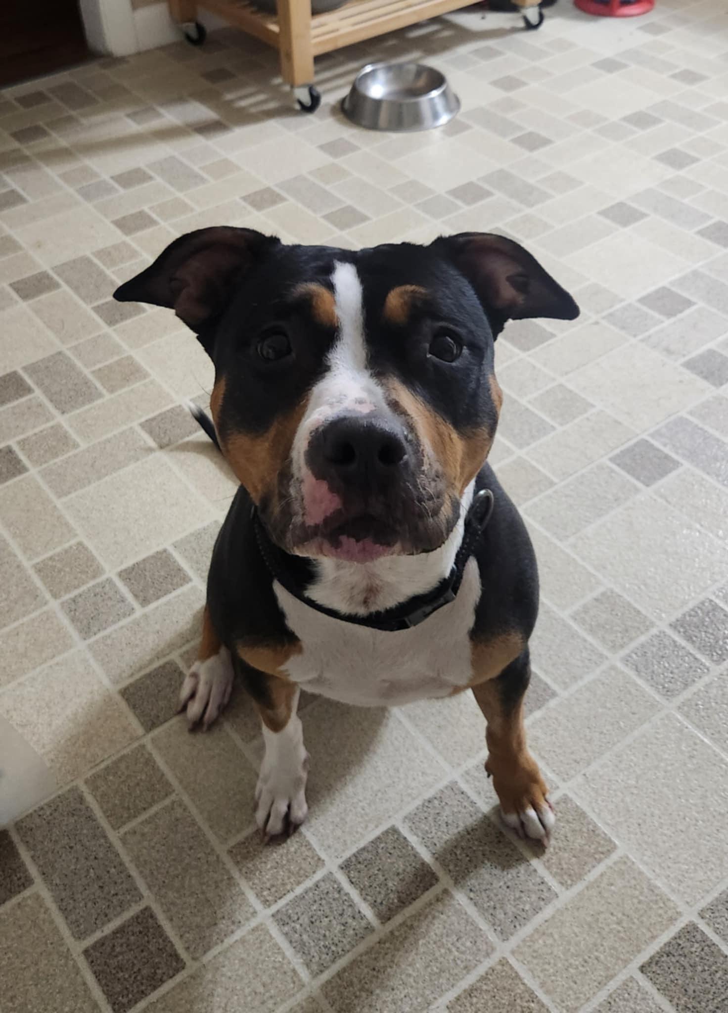 Enlarge Ruby, a Adopted American Bully in Kingston, MA image 1/5