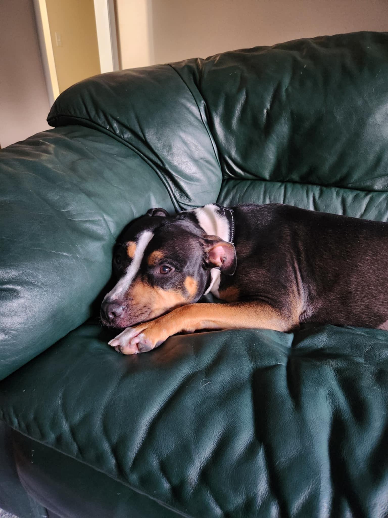 Enlarge Ruby, a Adopted American Bully in Kingston, MA image 3/5