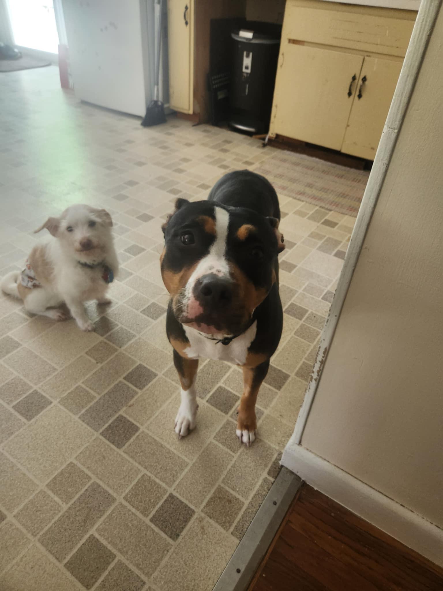 Enlarge Ruby, a Adopted American Bully in Kingston, MA image 4/5