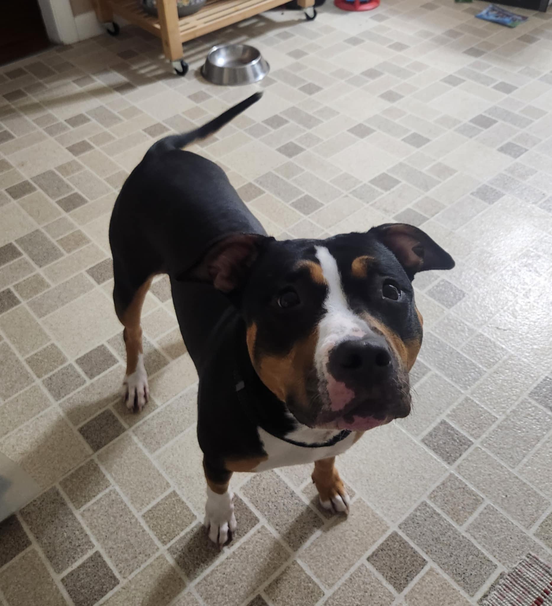 Ruby, Adopted, Adult Female American Bully.