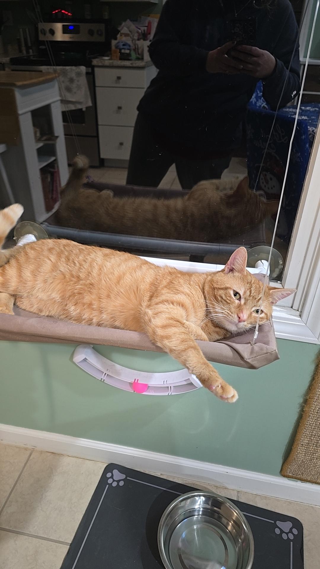 Reginald aka Reggie, an adoptable Domestic Short Hair in Grove City, OH image 2/3