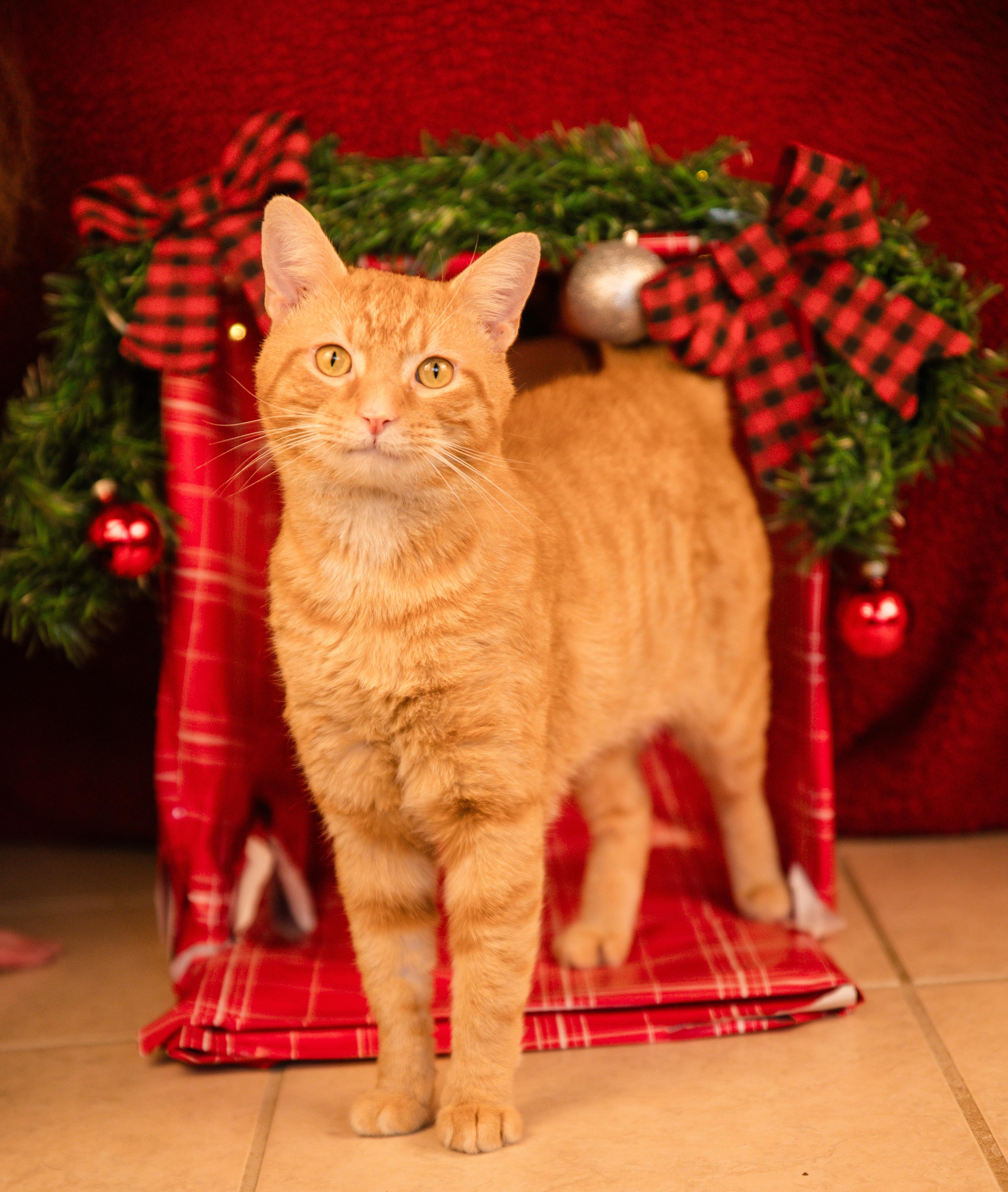 Reginald aka Reggie, adoptable, Adult Male Domestic Short Hair.