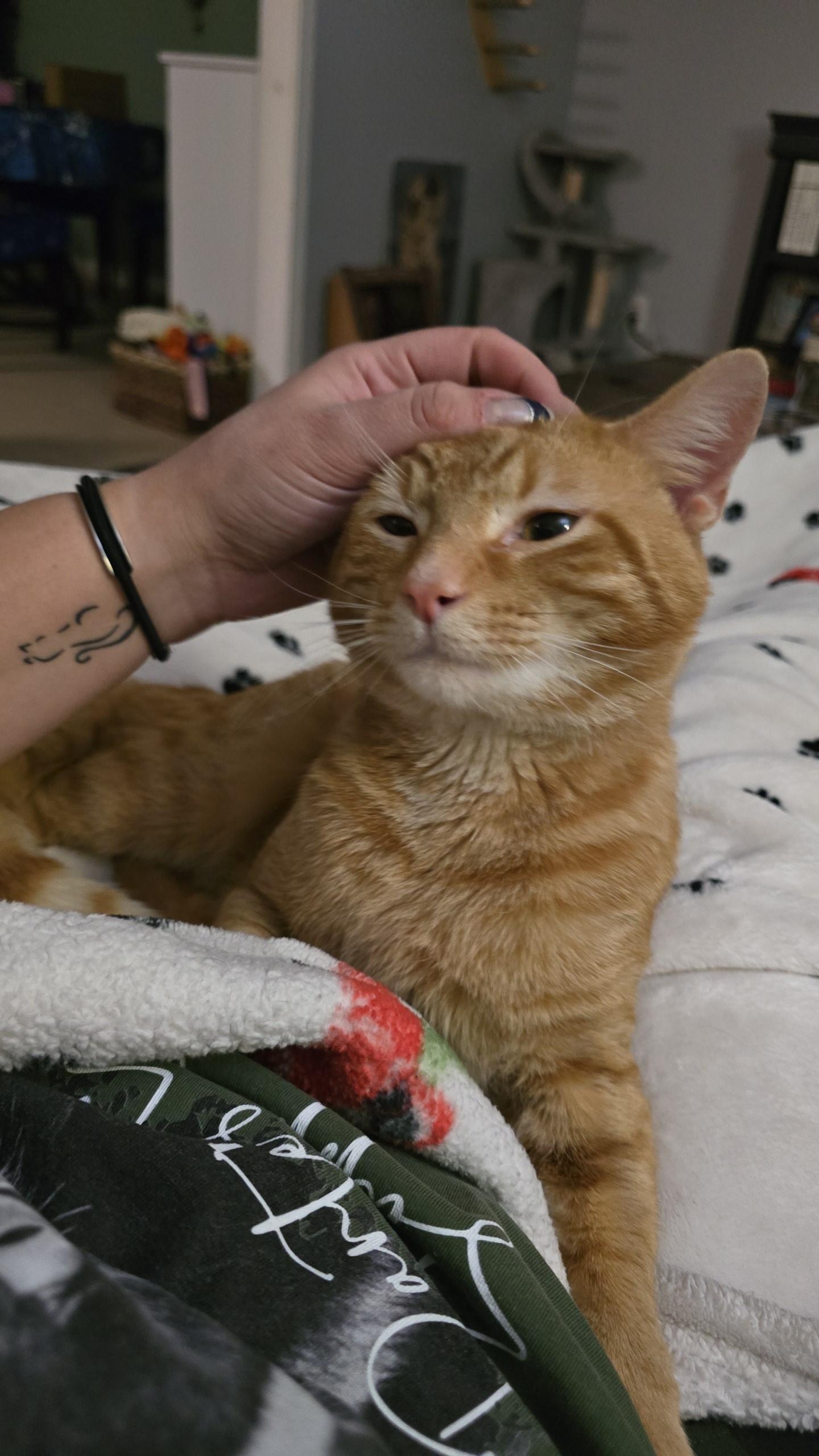 Reginald aka Reggie, an adoptable Domestic Short Hair in Grove City, OH image 3/3