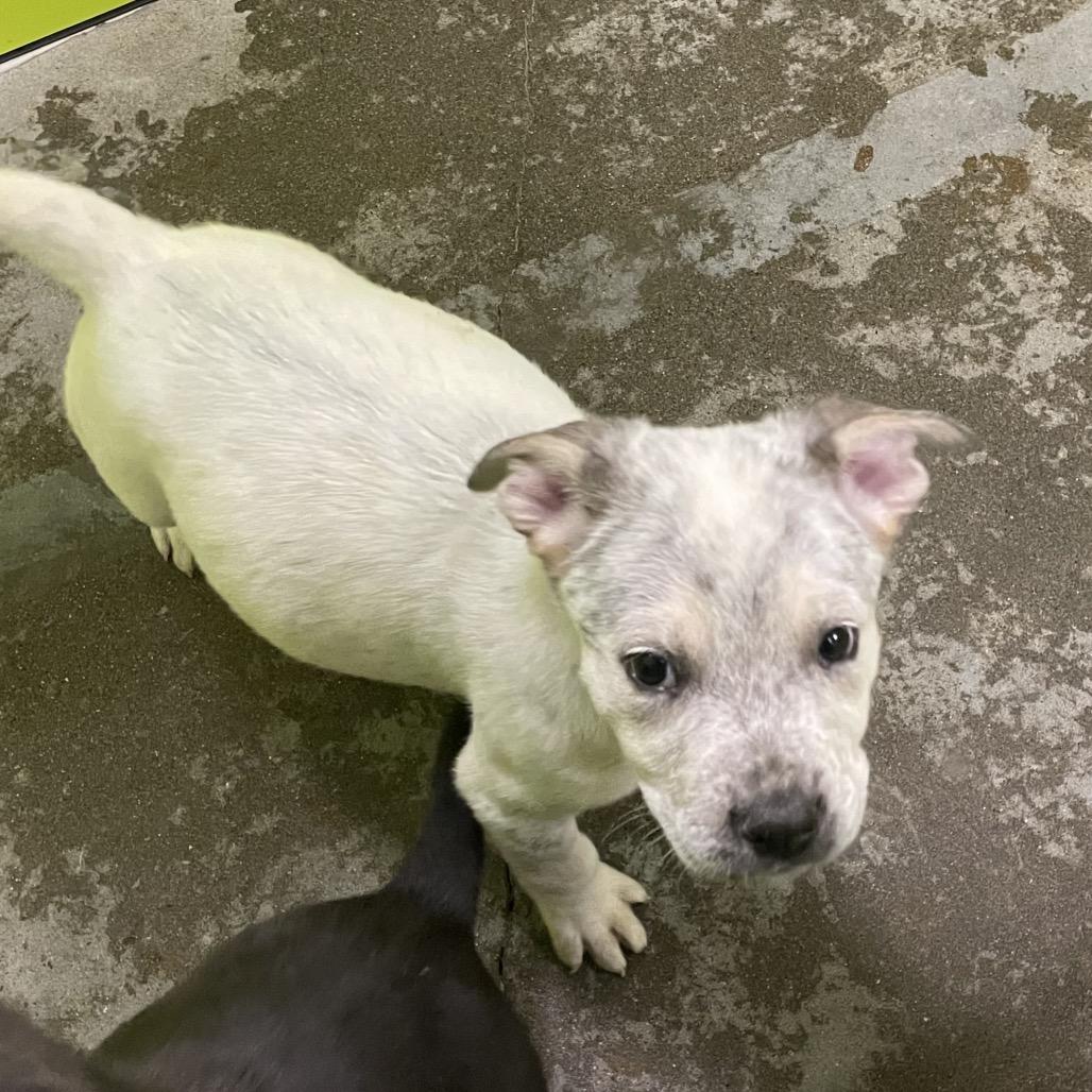 Enlarge Taz, a Adoptable Mixed Breed in Spokane, WA image 2/2