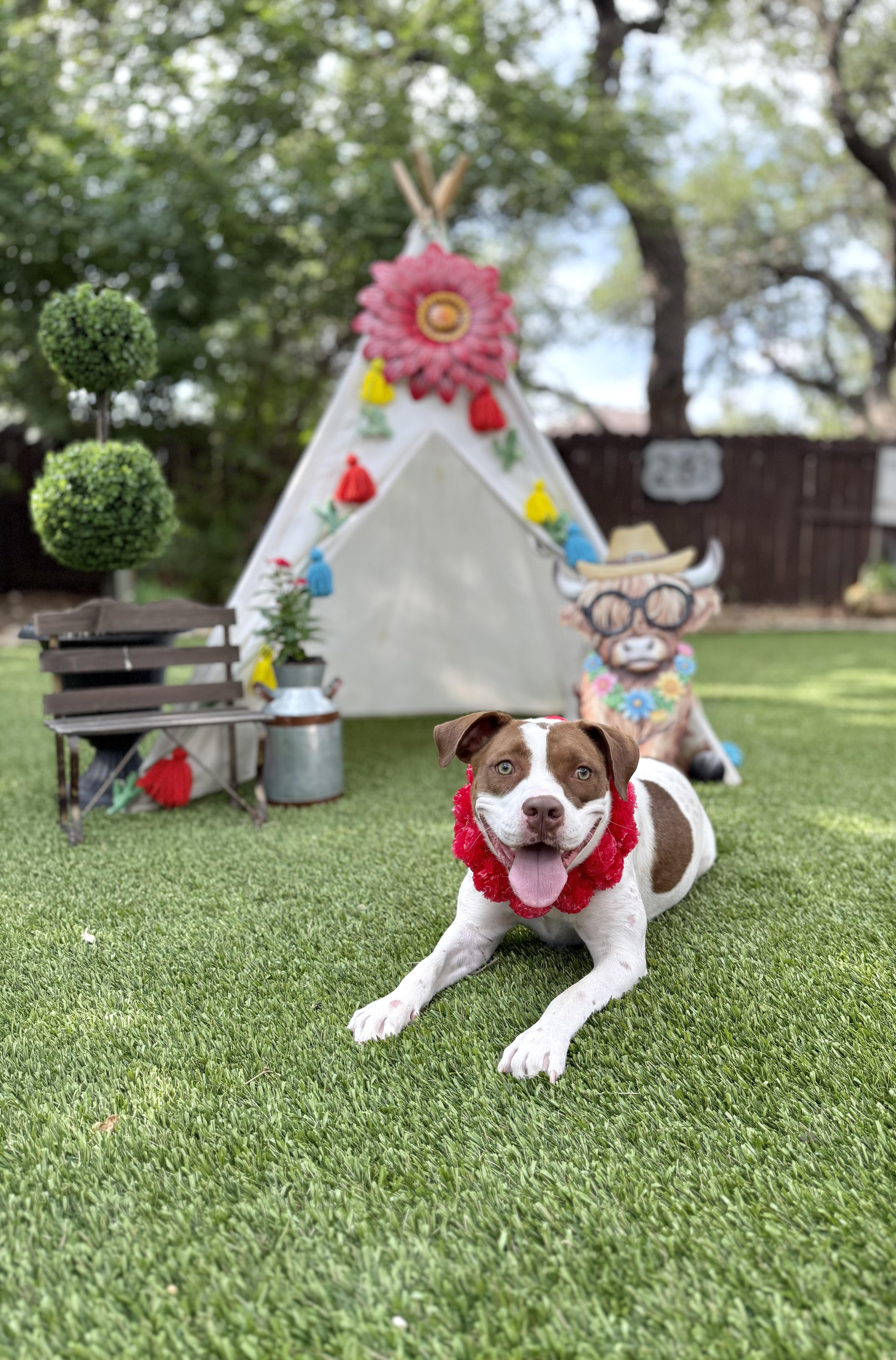 Enlarge Helga, a Adoptable American Staffordshire Terrier in Billings, MT image 4/6