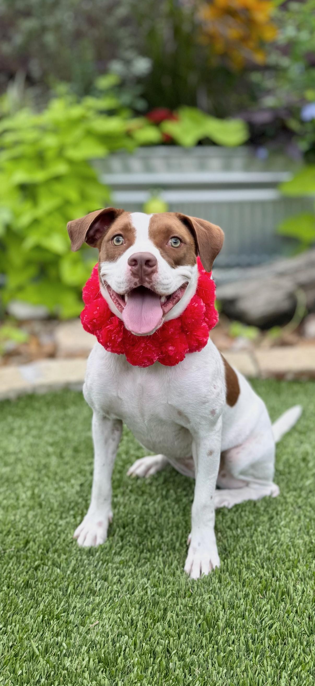 Enlarge Helga, a Adoptable American Staffordshire Terrier in Billings, MT image 2/6