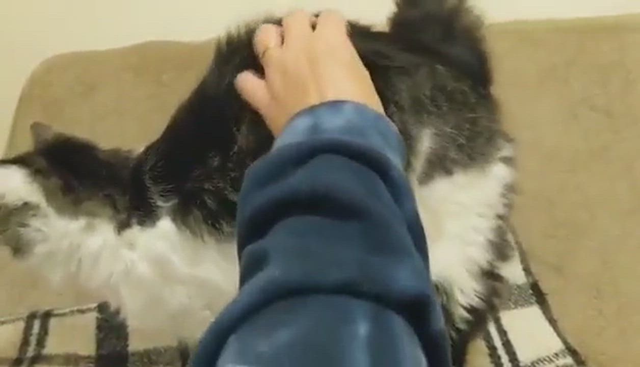 Enlarge Claire, a Adopted Domestic Long Hair in Rochester, NY video 1/3