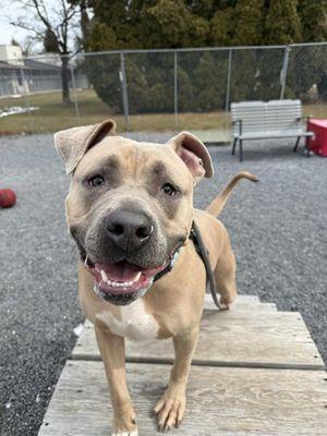 Enlarge Bear, an adopted mixed breed in Williamsport, PA image 1/2