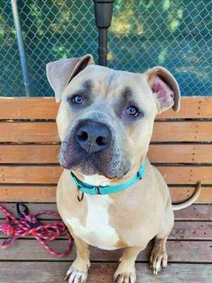 Enlarge Bear, an adopted mixed breed in Williamsport, PA image 2/2