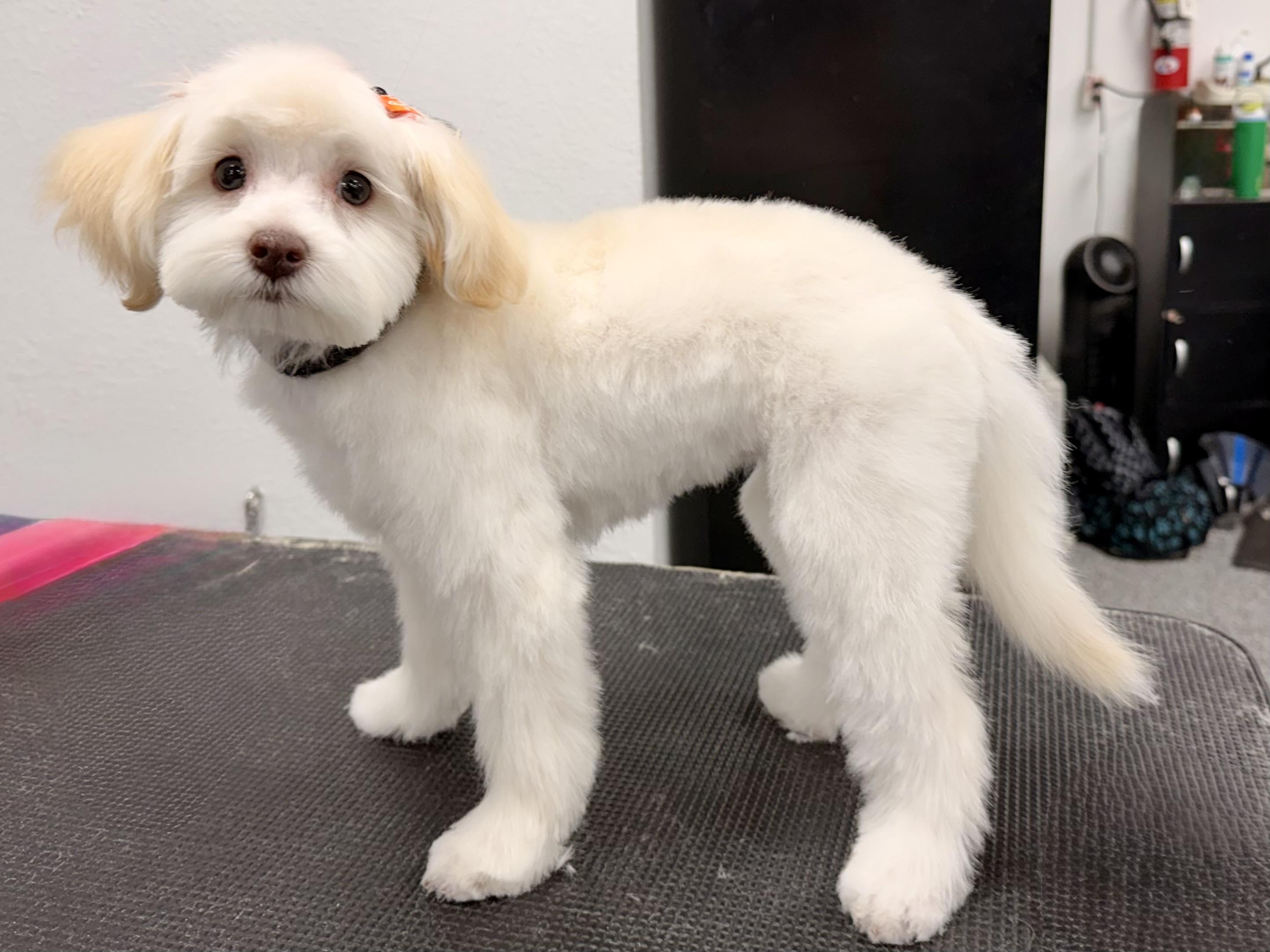 Enlarge Ruby, a Adopted mixed breed in ontario, CA image 2/6