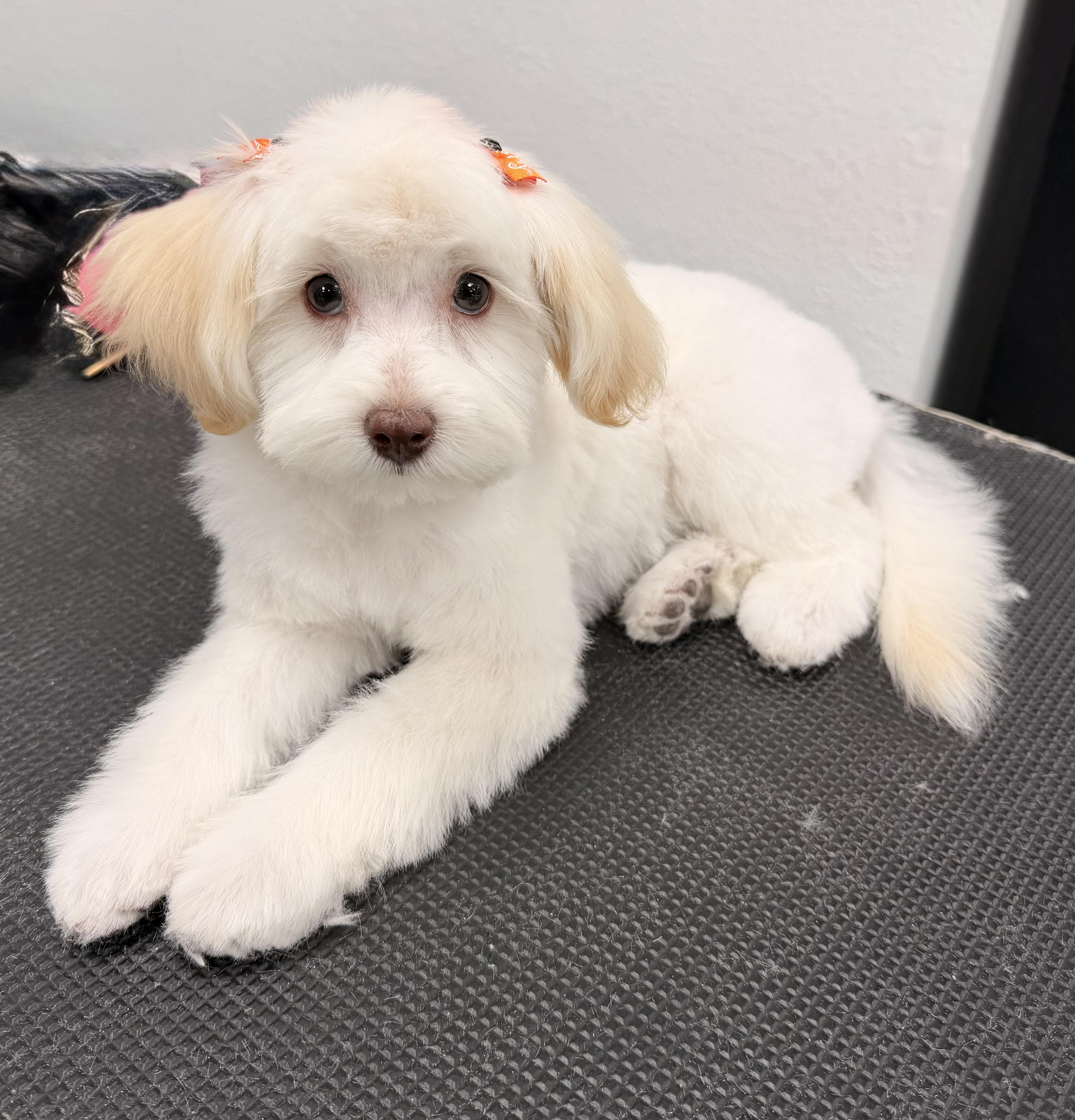 Ruby, Adopted, Puppy Female Maltipoo & Cockapoo.