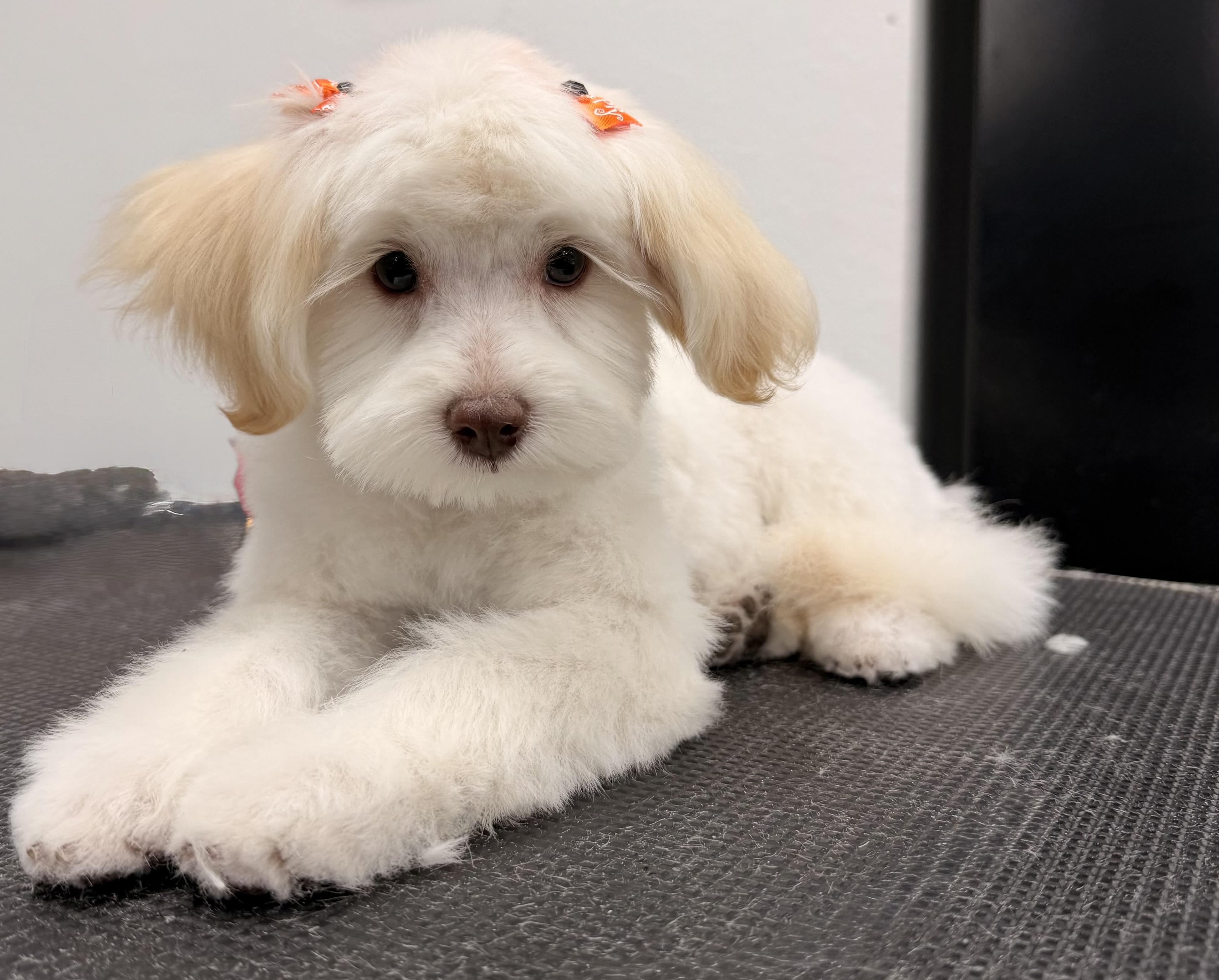 Enlarge Ruby, a Adopted mixed breed in ontario, CA image 4/6