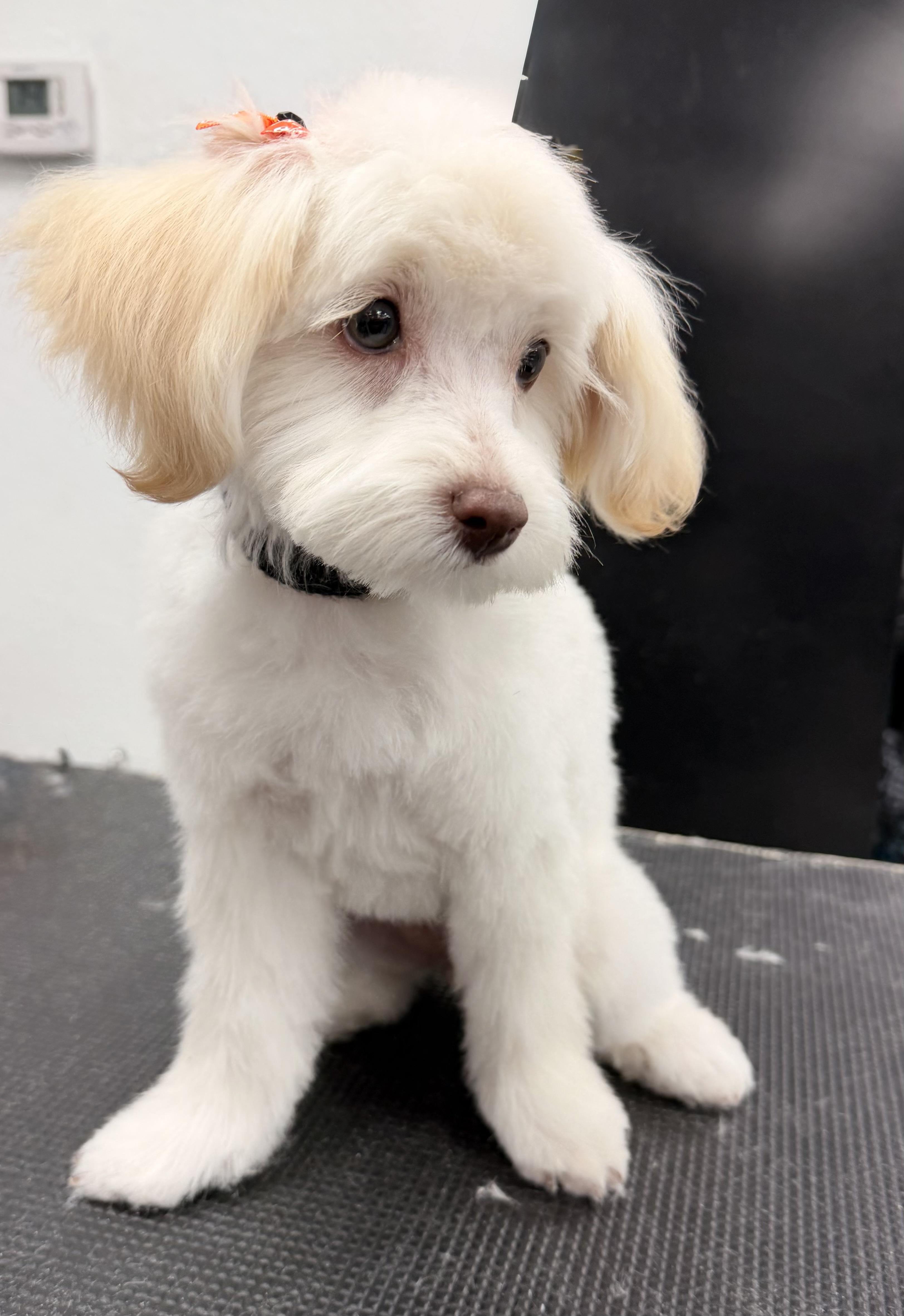 Enlarge Ruby, a Adopted mixed breed in ontario, CA image 5/6
