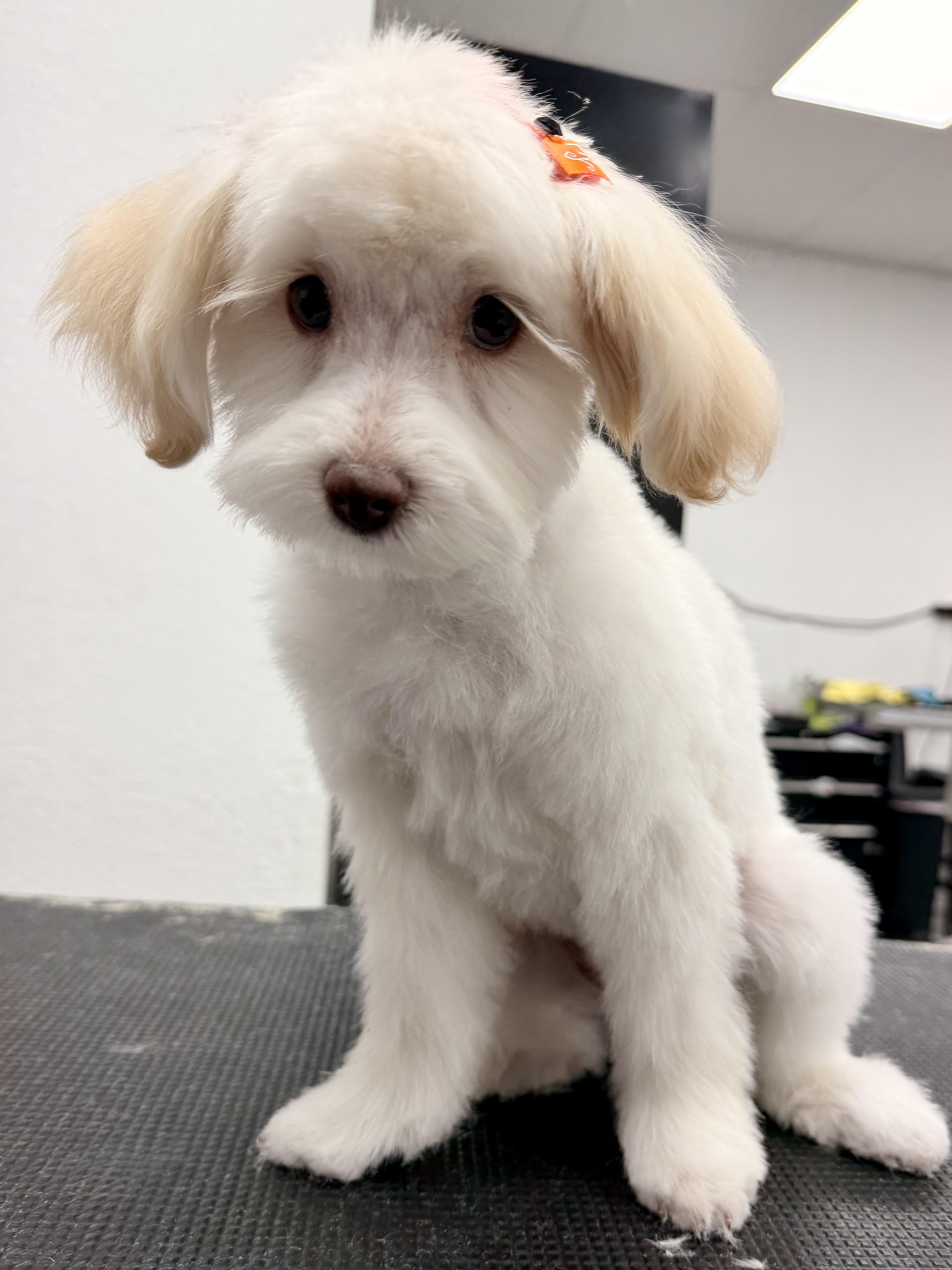 Enlarge Ruby, a Adopted mixed breed in ontario, CA image 6/6