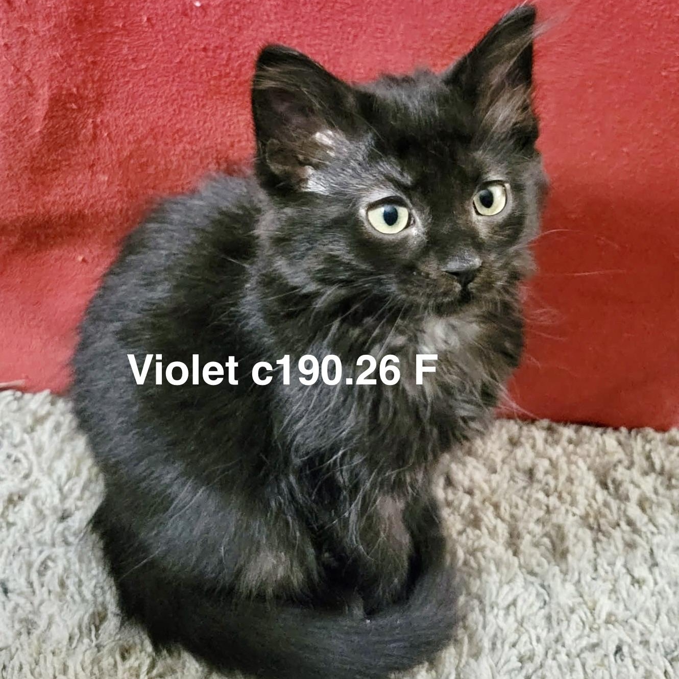 Enlarge Foster Violet, a Adoptable Domestic Short Hair in Batavia, NY image 1/1