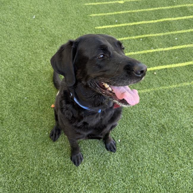 Runa, Adoptable, Senior Female Labrador Retriever.