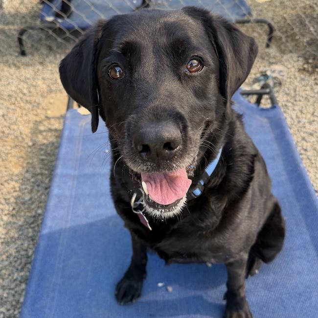 Runa, a Adoptable Labrador Retriever in San Diego, CA image 2/3