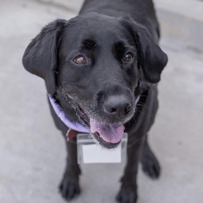 Runa, a Adoptable Labrador Retriever in San Diego, CA image 3/3