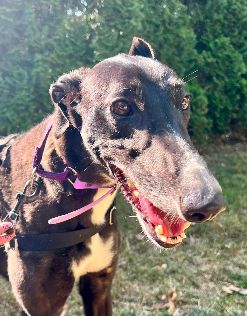 Fifi, Adoptable, Adult Female Greyhound.