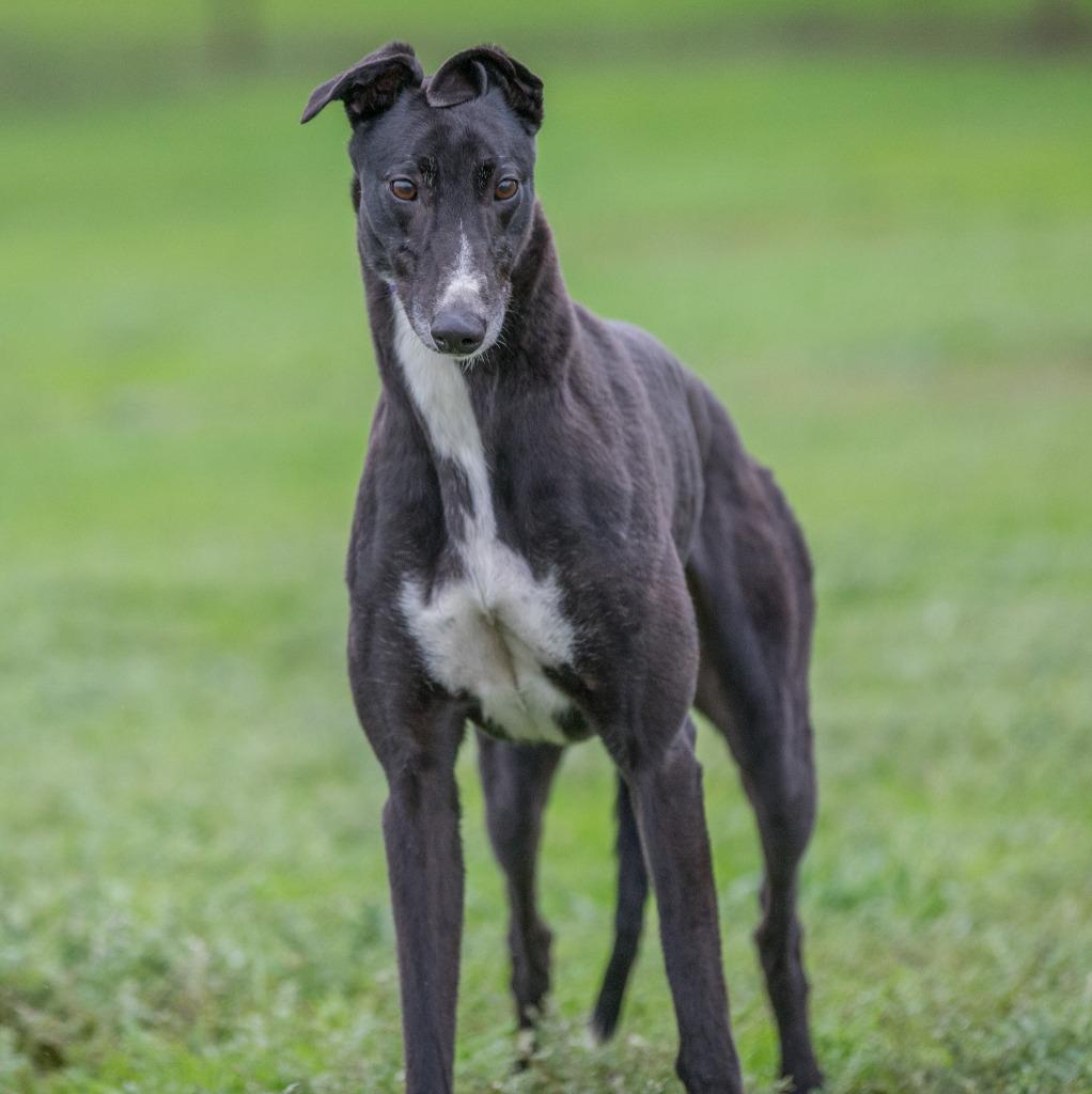 Enlarge Fifi, a Adoptable Greyhound in Hopkinton, MA image 2/2