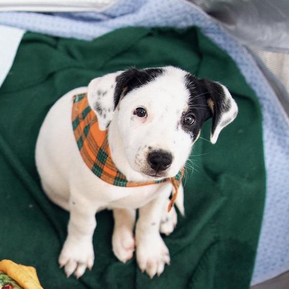 Jesper Bratt, a Adoptable mixed breed in Huntington, WV image 1/5