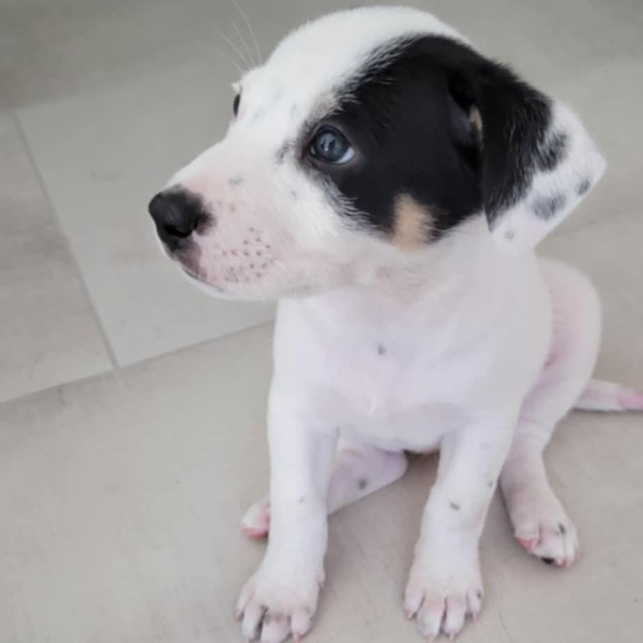 Jesper Bratt, a Adoptable mixed breed in Huntington, WV image 2/5