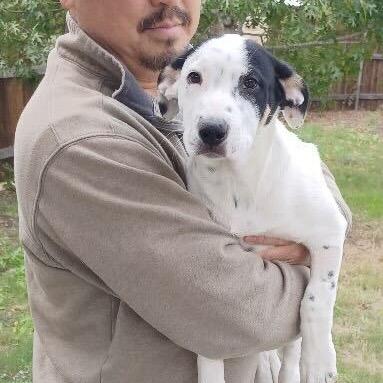 Jesper Bratt, a Adoptable mixed breed in Huntington, WV image 5/5